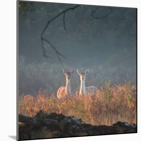 Two Fallow Deer Females, Dama Dama, in Early Morning Haze in Richmond Park-Alex Saberi-Mounted Photographic Print