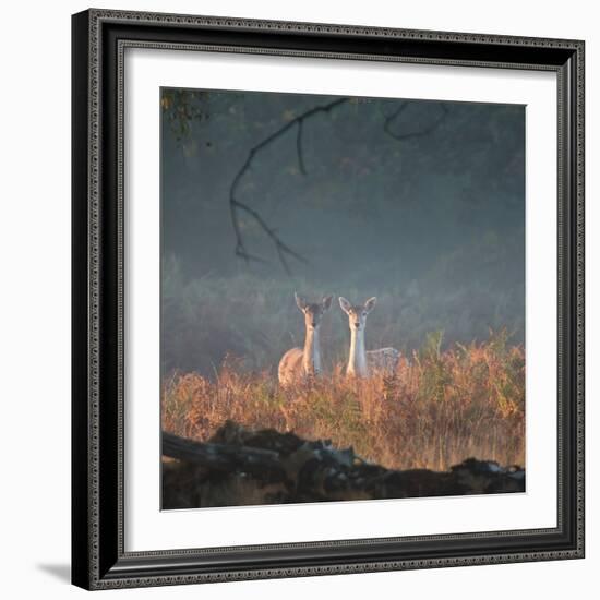 Two Fallow Deer Females, Dama Dama, in Early Morning Haze in Richmond Park-Alex Saberi-Framed Photographic Print