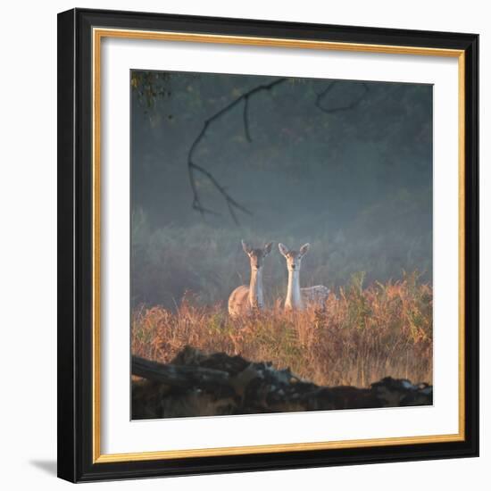 Two Fallow Deer Females, Dama Dama, in Early Morning Haze in Richmond Park-Alex Saberi-Framed Photographic Print