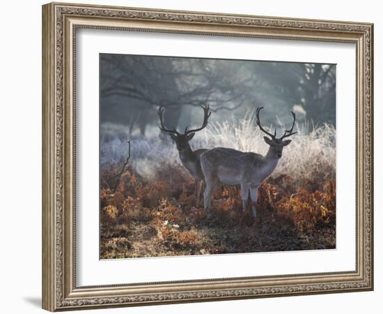 Two Fallow Deer Stags, Dama Dama, Stand In Richmond Park At Dawn-Alex Saberi-Framed Photographic Print