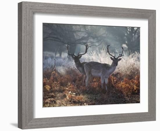 Two Fallow Deer Stags, Dama Dama, Stand In Richmond Park At Dawn-Alex Saberi-Framed Photographic Print