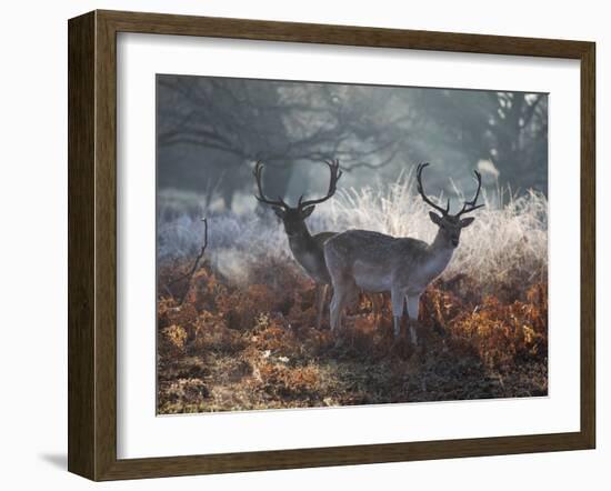 Two Fallow Deer Stags, Dama Dama, Stand In Richmond Park At Dawn-Alex Saberi-Framed Photographic Print