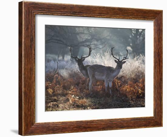 Two Fallow Deer Stags, Dama Dama, Stand In Richmond Park At Dawn-Alex Saberi-Framed Photographic Print