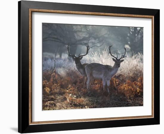 Two Fallow Deer Stags, Dama Dama, Stand In Richmond Park At Dawn-Alex Saberi-Framed Photographic Print