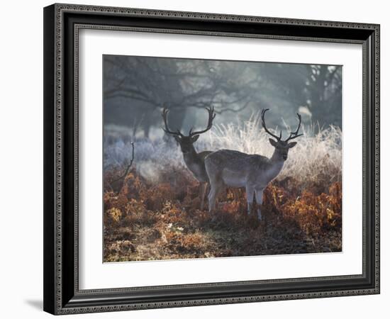 Two Fallow Deer Stags, Dama Dama, Stand In Richmond Park At Dawn-Alex Saberi-Framed Photographic Print