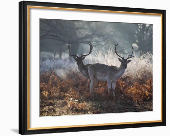 Two Fallow Deer Stags, Dama Dama, Stand In Richmond Park At Dawn-Alex Saberi-Framed Photographic Print