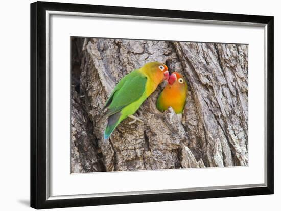 Two Fischer's Lovebirds Nuzzle Each Other, Ngorongoro, Tanzania-James Heupel-Framed Photographic Print