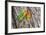Two Fischer's Lovebirds Nuzzle Each Other, Ngorongoro, Tanzania-James Heupel-Framed Photographic Print