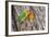 Two Fischer's Lovebirds Nuzzle Each Other, Ngorongoro, Tanzania-James Heupel-Framed Photographic Print