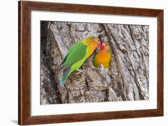 Two Fischer's Lovebirds Nuzzle Each Other, Ngorongoro, Tanzania-James Heupel-Framed Photographic Print