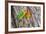 Two Fischer's Lovebirds Nuzzle Each Other, Ngorongoro, Tanzania-James Heupel-Framed Photographic Print