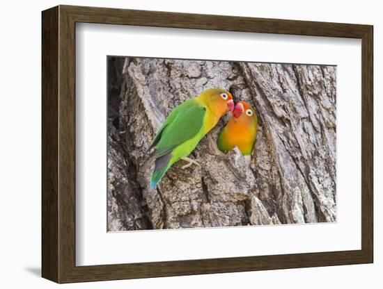 Two Fischer's Lovebirds Nuzzle Each Other, Ngorongoro, Tanzania-James Heupel-Framed Photographic Print