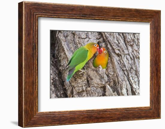 Two Fischer's Lovebirds Nuzzle Each Other, Ngorongoro, Tanzania-James Heupel-Framed Photographic Print