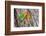 Two Fischer's Lovebirds Nuzzle Each Other, Ngorongoro, Tanzania-James Heupel-Framed Photographic Print