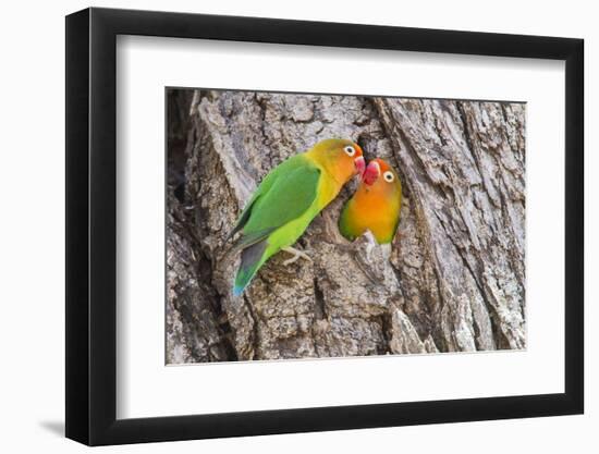 Two Fischer's Lovebirds Nuzzle Each Other, Ngorongoro, Tanzania-James Heupel-Framed Photographic Print