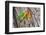 Two Fischer's Lovebirds Nuzzle Each Other, Ngorongoro, Tanzania-James Heupel-Framed Photographic Print