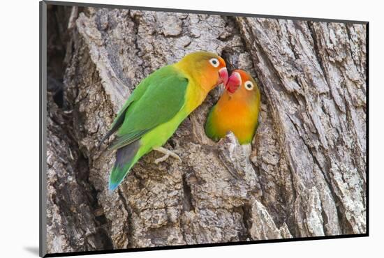 Two Fischer's Lovebirds Nuzzle Each Other, Ngorongoro, Tanzania-James Heupel-Mounted Photographic Print