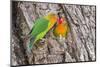 Two Fischer's Lovebirds Nuzzle Each Other, Ngorongoro, Tanzania-James Heupel-Mounted Photographic Print