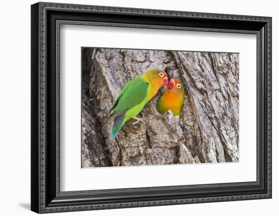 Two Fischer's Lovebirds Nuzzle Each Other, Ngorongoro, Tanzania-James Heupel-Framed Photographic Print