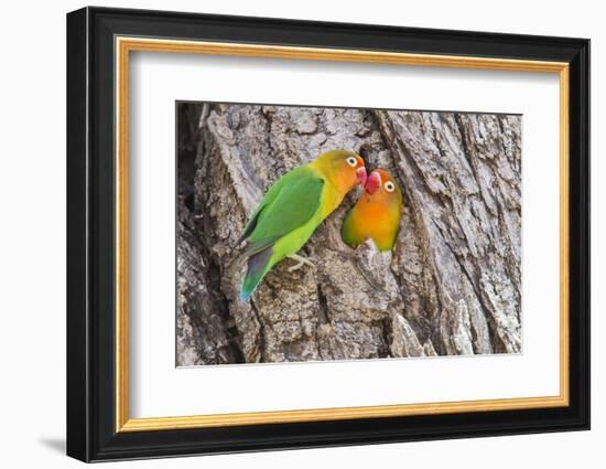 Two Fischer's Lovebirds Nuzzle Each Other, Ngorongoro, Tanzania-James Heupel-Framed Photographic Print