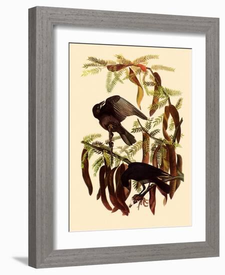 Two Fish Crows-John James Audubon-Framed Giclee Print