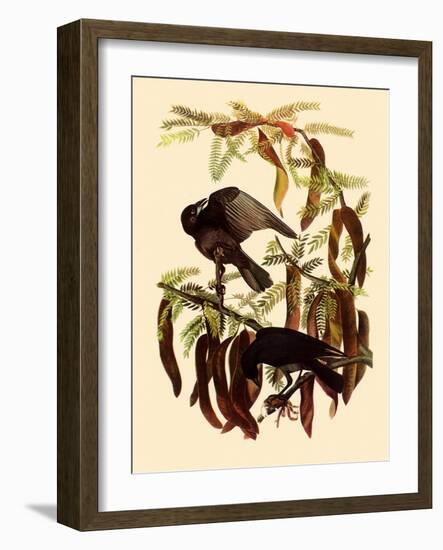 Two Fish Crows-John James Audubon-Framed Giclee Print