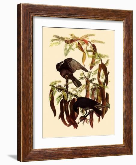 Two Fish Crows-John James Audubon-Framed Giclee Print