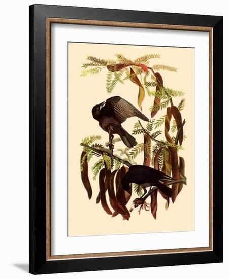 Two Fish Crows-John James Audubon-Framed Giclee Print