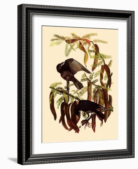 Two Fish Crows-John James Audubon-Framed Giclee Print