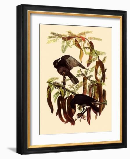 Two Fish Crows-John James Audubon-Framed Giclee Print