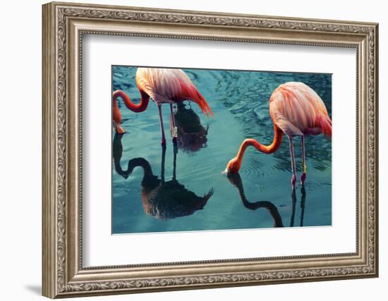 Two Flamingos-Lynn Watson-Framed Photographic Print