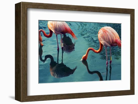 Two Flamingos-Lynn Watson-Framed Photographic Print