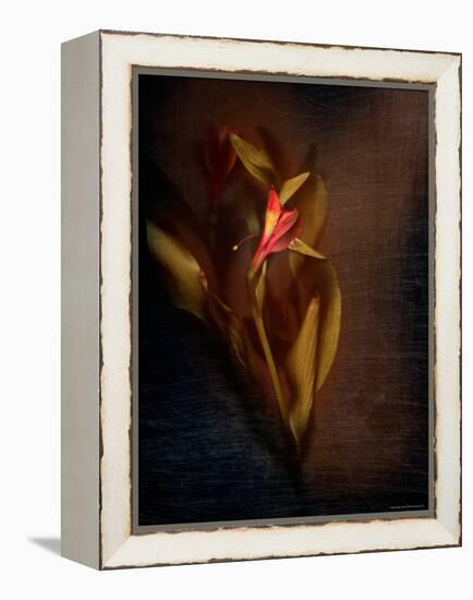 Two Floral Stems-Robert Cattan-Framed Premier Image Canvas