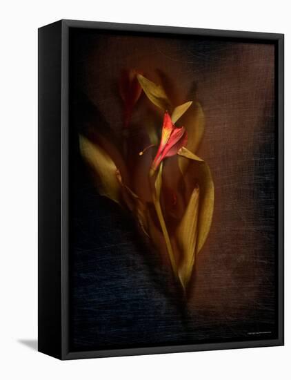 Two Floral Stems-Robert Cattan-Framed Premier Image Canvas