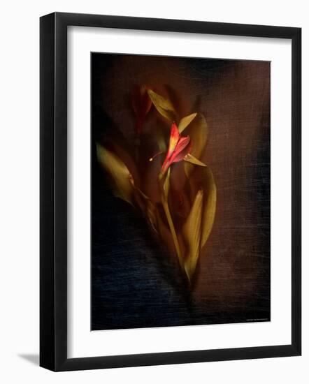 Two Floral Stems-Robert Cattan-Framed Photographic Print
