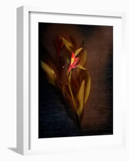 Two Floral Stems-Robert Cattan-Framed Photographic Print