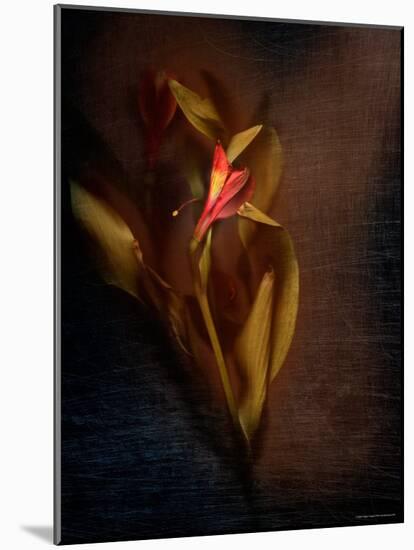 Two Floral Stems-Robert Cattan-Mounted Photographic Print