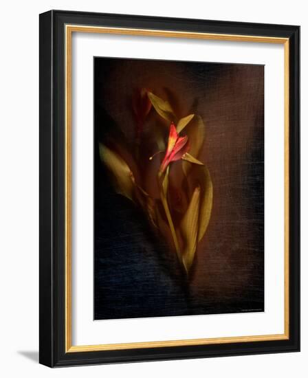 Two Floral Stems-Robert Cattan-Framed Photographic Print