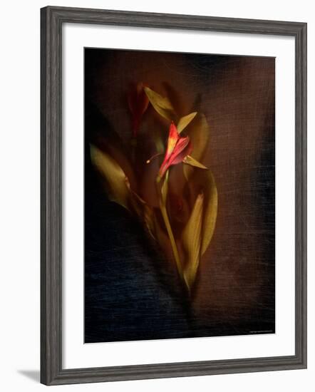 Two Floral Stems-Robert Cattan-Framed Photographic Print