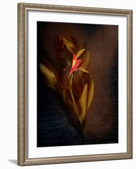 Two Floral Stems-Robert Cattan-Framed Photographic Print