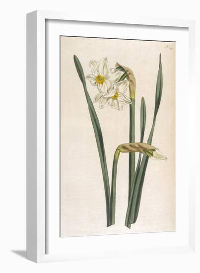 Two Flowered Narcissus Narcissus Bifloris-null-Framed Art Print