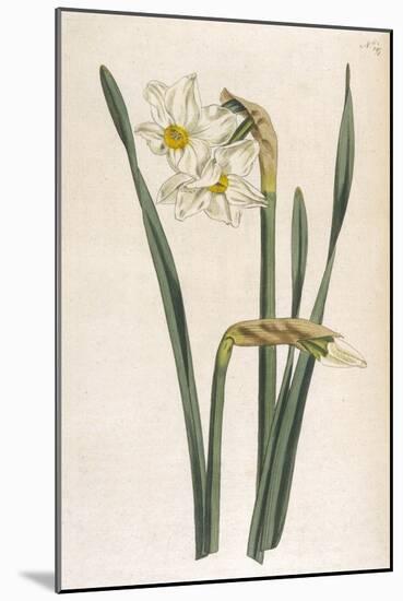 Two Flowered Narcissus Narcissus Bifloris-null-Mounted Art Print