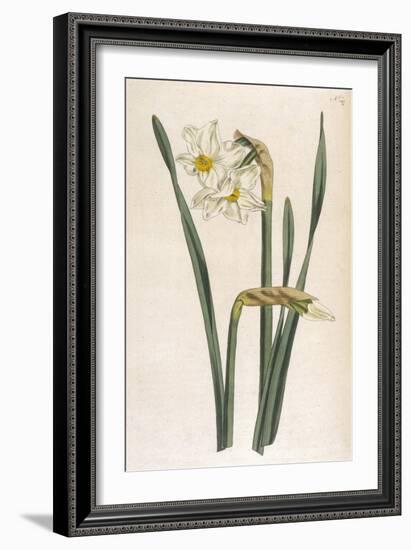Two Flowered Narcissus Narcissus Bifloris-null-Framed Art Print