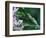 Two Frogs on Branch-Nancy Rotenberg-Framed Photographic Print