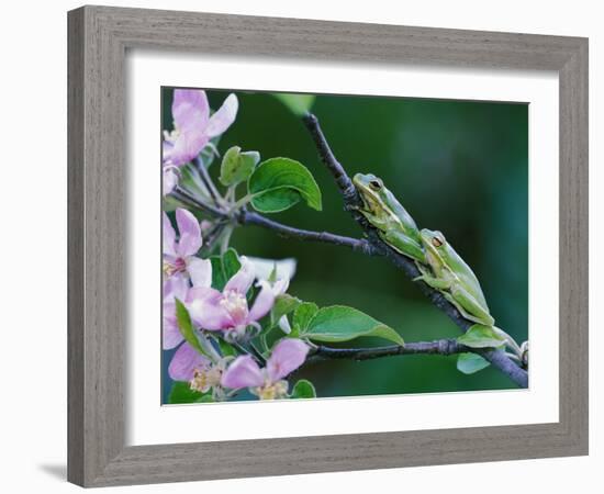 Two Frogs on Branch-Nancy Rotenberg-Framed Photographic Print