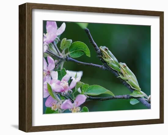 Two Frogs on Branch-Nancy Rotenberg-Framed Photographic Print