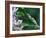 Two Frogs on Branch-Nancy Rotenberg-Framed Photographic Print