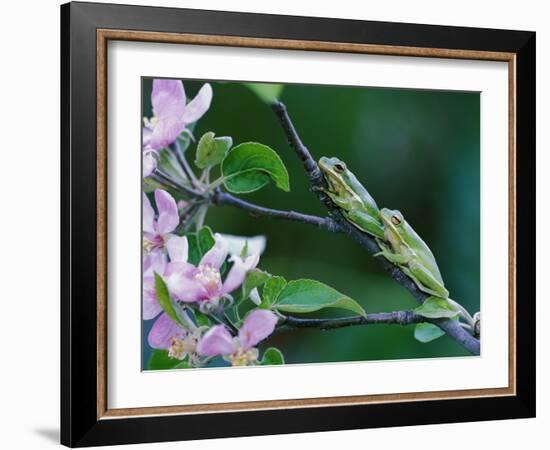 Two Frogs on Branch-Nancy Rotenberg-Framed Photographic Print