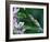 Two Frogs on Branch-Nancy Rotenberg-Framed Photographic Print