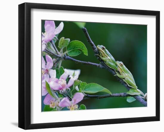 Two Frogs on Branch-Nancy Rotenberg-Framed Photographic Print